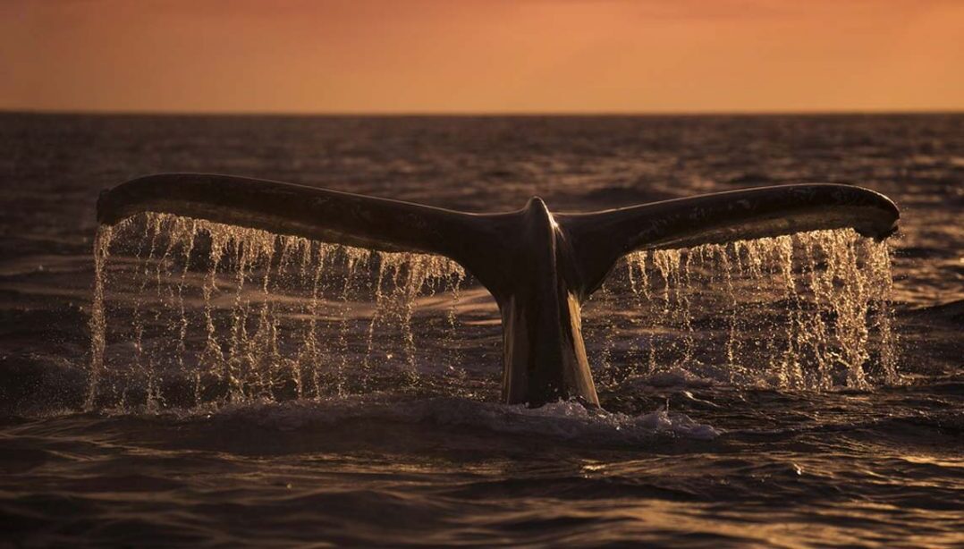 whale Crypto Highlights Week #29 – Everything from Last Week you don’t want to miss